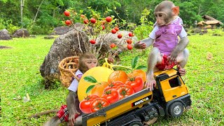 Smart Bim Bim and wife harvests fruit to make juice
