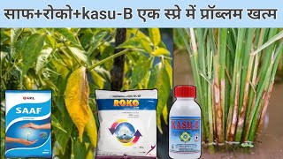 Saaf+Roko+Kasu-B एक साथ मिलाकर स्प्रे करें ||saaf फंगिसाइड ||roko fungicide ||kasu b fungicide