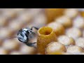 back from the brink season 2 episode 3 stingless bee