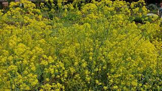 Ban lan gen (Isatis tinctoria) for Antiviral, Respiratory Tract Infections and More