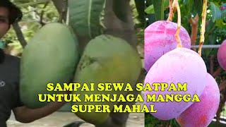 Viral..Tak Sengaja, Pasangan Asal  India Ini Tanam Mangga Termahal di Dunia