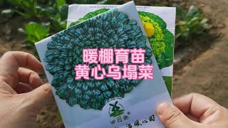 单层暖棚冬季最适宜种植什么青菜？育苗黄心菜和乌塌菜