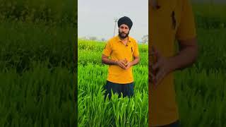 DAP, ਯੂਰੀਆ ਤੇ ਸਪਰੇਅ ਤੋਂ ਬਿਨਾਂ ਕਣਕ #youtubeshorts #youtube #farmer #khetibadi #viral #umeed