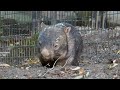 ウォレスくんとモモコちゃんに秋の味覚🍄🍁🌰🍠 🥖🌿 茶臼山動物園 ウォンバット