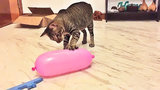 Cat Reaction to Playing Balloon - Funny Cat Balloon Reaction Compilation 2019