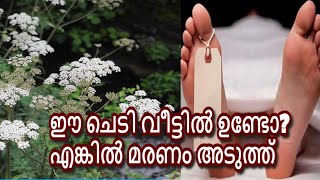 White Snakeroot: Poison \u0026 Medicinal; Invasive Deadly Plant |ഈ ചെടി വീട്ടിൽ ഉണ്ടോ?എങ്കിൽ മരണം അടുത്ത്