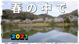 春の中で~群馬県太田市 菅塩沼2021         ロードスター､車載動画､4K､桜