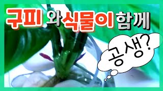 식물과 열대어 공생?. 산소기 여과기 필요없이 구피 키우기(경옥TV)식물이야기