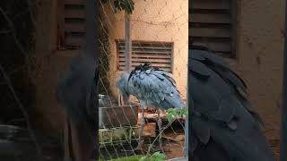 魚を食べるハシビロコウ　アサンテ　上野動物園