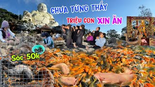 Núi Cấm lạ quá: 100 tấn cá lâu năm đói xin ăn Vắng CHƯA TỪNG THẤY Núi Cấm thay đổi