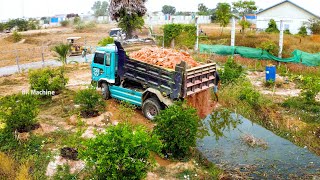 First Truck Filling Canal In The Lemon Tree Farm BY Strong Bulldozer  And 5t Truck Unload