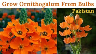 Grow Ornithogalum From Bulbs In Pakistan | Orange Star Flower | Sun Star |Rare Garden | Urdu/हिंदी |