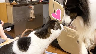 犬の友達との再会が嬉しすぎて思わずキスしちゃった息子猫！