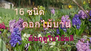 16ชนิด ดอกไม้ในสวนที่ผลิบานในเดือนมีนาคม |16 types of flowers in my garden are blooming in March