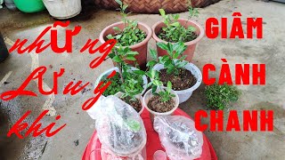 Những lưu ý khi giâm cành chanh | Linh Ste Vlogs