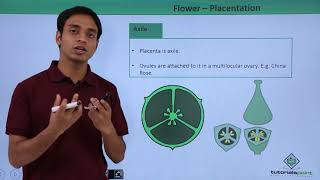 Class 11th – Flower – Placentation | Morphology of Flowering Plants | Tutorials Point