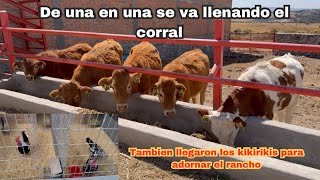 llegaron 3 VACAS MAS al RANCHO , PRIMERO DIOS  POCO A POCO se hara un BUEN CRIADERO