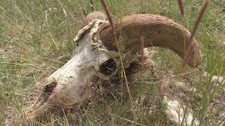 Огромный табун краснокнижных архаров в горах Алтая. A huge herd of Altai mountain Argali