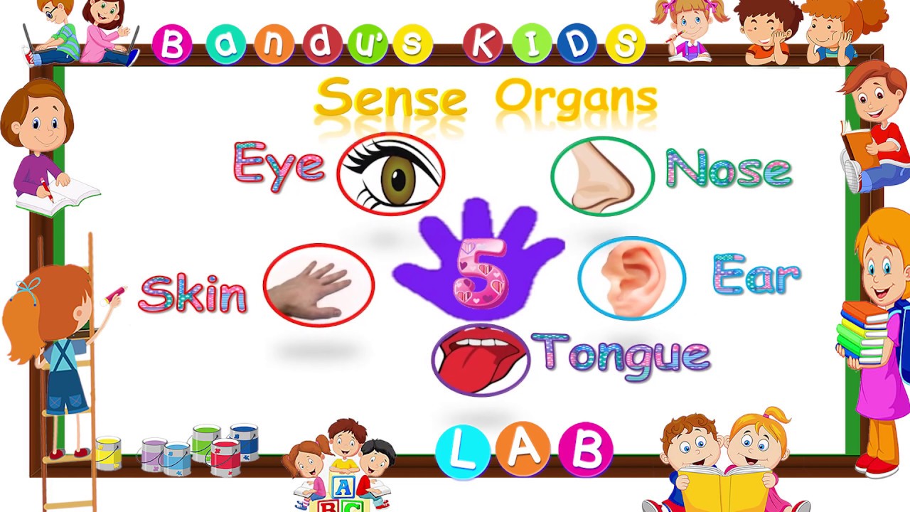 Sense Organs/ Our 5 Sense Organs/ Eye, Nose, Ear, Tongue, Skin - YouTube