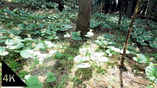 【4K】倉見山でクマガイソウを見る