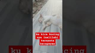 kukira kucing inalilahi eh ternyata kelelahan lagi tidur #cat #kucing #oyenbarbar