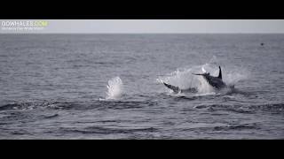 Scenic Monterey Bay, Risso's Dolphins and Humpback Whales!