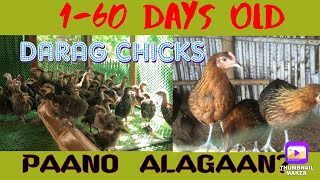 PAG-ALAGA NG DARAG CHICKS S EDAD NA 1-60 DAYS