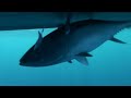 portland bluefin tuna fishing charters