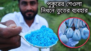 তুঁতে বা কপার সালফেট এর সাহায্যে ভিন্ন পদ্ধতিতে পুকুরের শেওলা নিধন | How To Remove Bloom