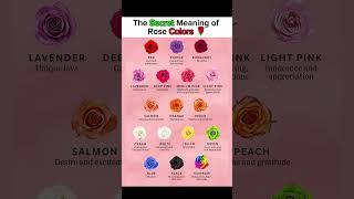 The Secret Meaning of Rose Colors|Love,Gratitude & Emotion #HowTo #RoseColorMeaning #FlowerSymbolism