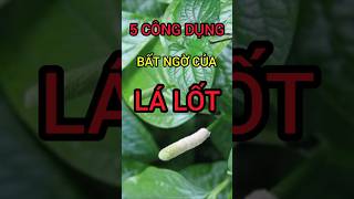 5 Công Dụng Bất Ngờ Của Lá Lốt #dinhduong #health #suckhoe