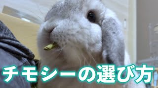 【初心者向け】うさぎの主食「チモシー」の選び方【ホーランドロップ】