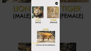 Tiger aur Lion se bhi bada animal 🤔🤔🤔 | Liger | Tigon | Part-1 | #shorts