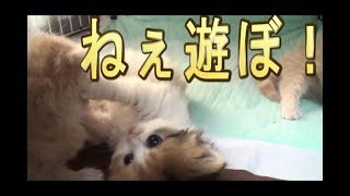 【猫好き】ねぇ遊ぼ！（ラガマフィン）《funny cats》