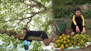 Orphan Boy-Climbed the tree to pick figs and oranges to sell, taking care of his grandmother's life