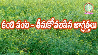 వానాకాలం కంది   తీసుకోవలసిన జాగ్రత్తలు Kharif  Redgram - Precautions to be taken  II PJTASU II