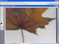 Leaf textures with alpha channel