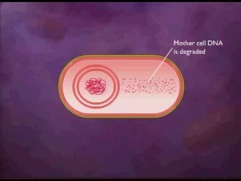 Do bacteria reproduce by spores?