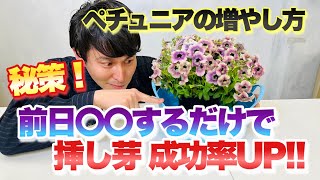 【簡単】誰でも出来るペチュニアの増やし方！さし芽 成功率アップテクニック【ペチュニア】【挿し芽】【裏技】【園芸】【ガーデニング】