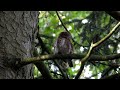 kulíšek nejmenší glaucidium passerinum 26.05. 2024 les křemenáč u mar lázní