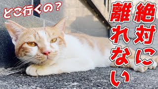 ストーカー中の庭子猫をそのままミケハウスに入れちゃいました…笑[三毛母猫の子猫]