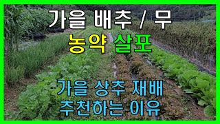 김장용 배추, 무 농약은 언제쯤 줄까요? 가을 상추 재배 추천하는 이유? [농사의신]Chinese  cabbage, lettuce cultivation