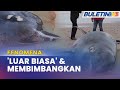 FENOMENA|  Kejadian Ikan Paus Terdampar Semakin Kerap