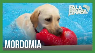 Maior cachorródromo da América Latina é inaugurado em SP com piscina e “day care”