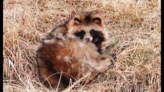 【可愛い】モフモフのエゾタヌキ！北海道の自然に現れた癒し系