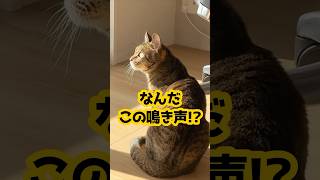 この可愛くて変な鳴き声の正体… #保護猫 #猫のいる暮らし #cat #クラッキング #shorts