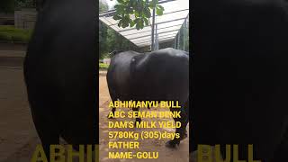 ABHIMANYU BULL ABC SEMAN BENK