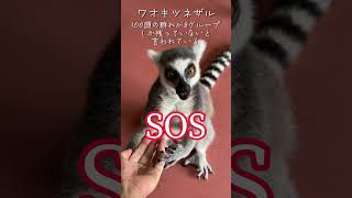 SOSワオキツネザルの生息#shorts