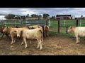 danson charolais and british x heifers