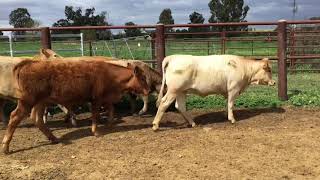 Danson Charolais and British X heifers